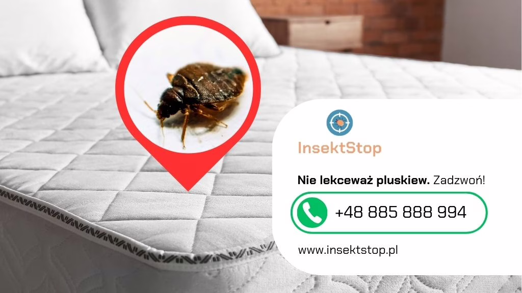 odpluskwianie warszawa